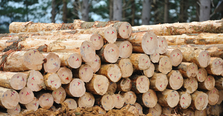 Tenco radiata pine logs