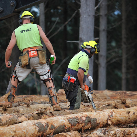 TENCO Forest Products Radiata Pine Logs